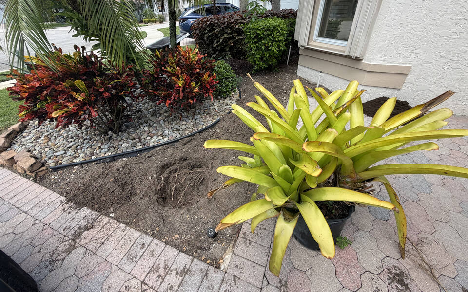 Mid-job on a Boca Raton front bed: the old tan pebble at left, bare soil where it was cleared, and a big golden bromeliad still in its nursery pot waiting to go in.